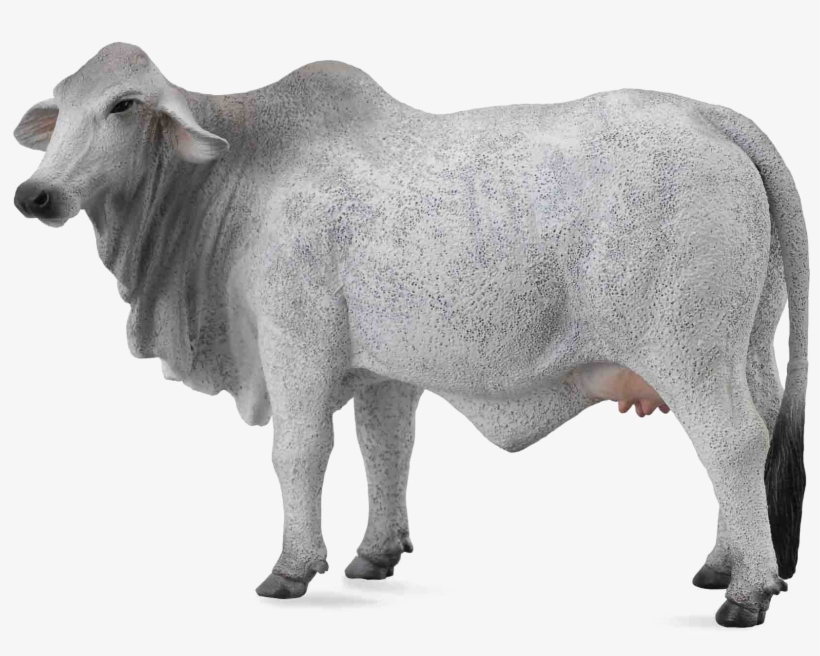 White Cow Png Image Background - Collecta Brahman Cow, transparent png #927850