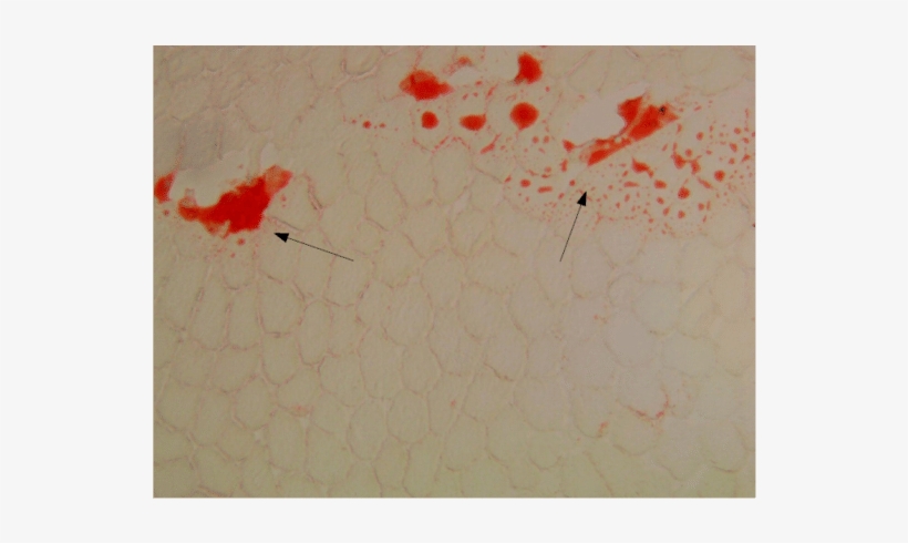Cross Section Of Masseter Muscle Of Cow - Painting, transparent png #927927