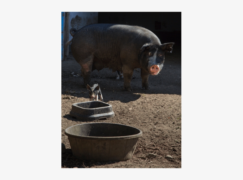 Domestic Pig, transparent png #928059