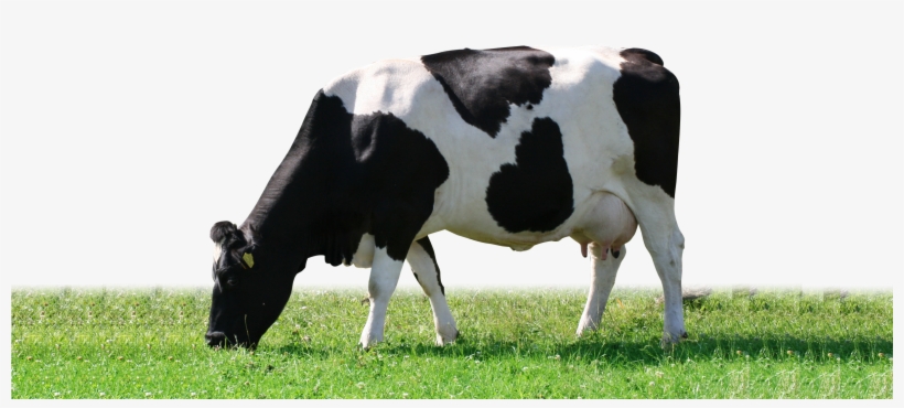 Artisan Dairy Ice Cream - Cow Png, transparent png #928061