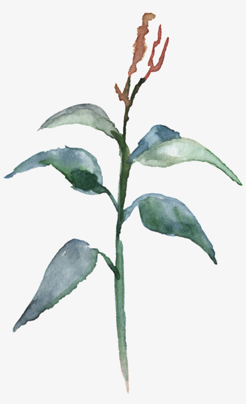 H982 - Watercolor Painting, transparent png #929809