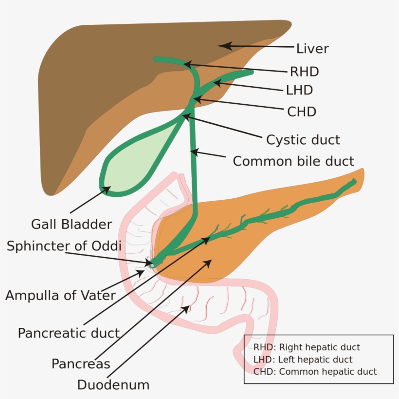 Biliary System, transparent png #9201247