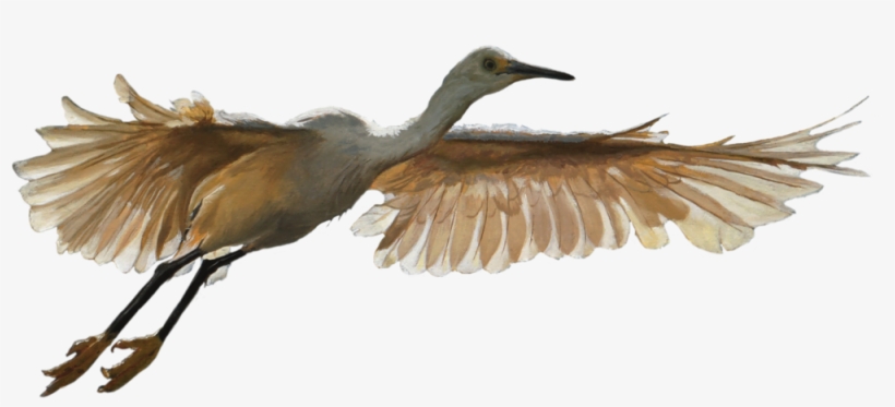Daybreak-egret - Sandhill Crane, transparent png #9202033