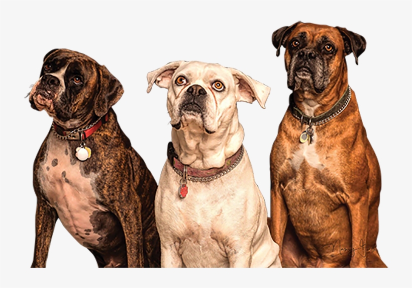Dogs, transparent png #9202603