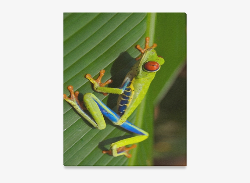 Red-eyed Tree Frog, transparent png #9203081