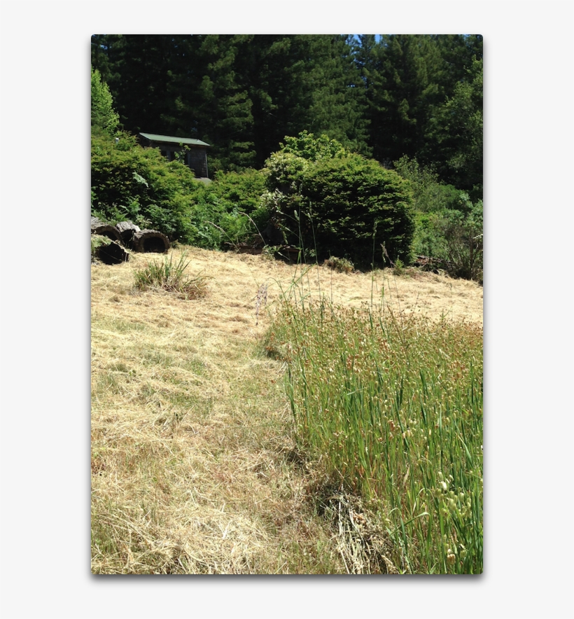 Cut Grass Albedo - Grass, transparent png #9203971