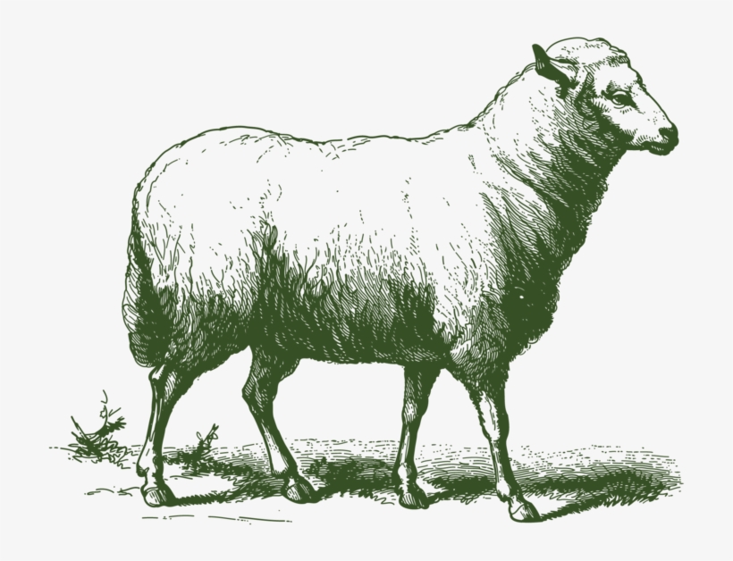 Grass Fed Lamb - Vintage Sheep Drawing, transparent png #9204001