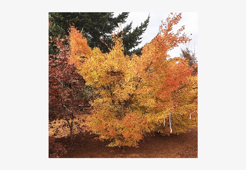 Deciduous Trees - American Larch, transparent png #9204721