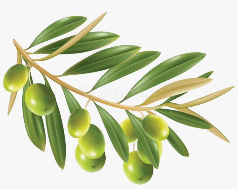 Free Png Olives Png Images Transparent - Olive Png, transparent png #9205485