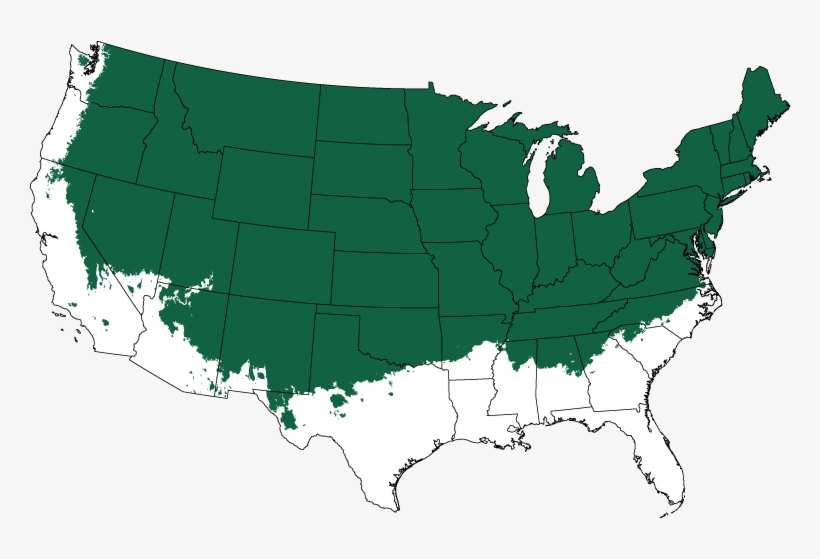 Sungold Sawara Cypress Tree Form - Tulsa Oklahoma On A Map, transparent png #9205744