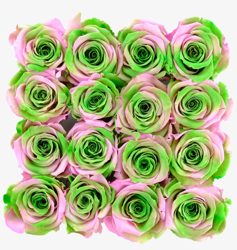 Pink And Green Preserved Roses - Garden Roses, transparent png #9206180