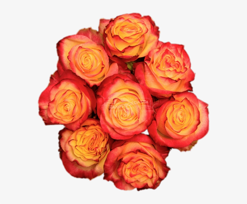 News Flash - Floribunda, transparent png #9208595