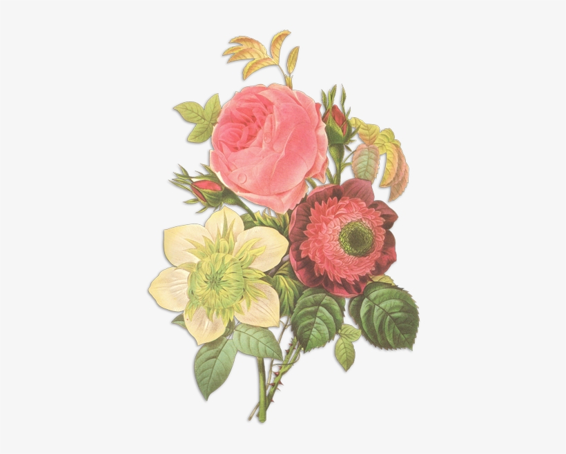 More - Floral Illustration Vintage, transparent png #9208749