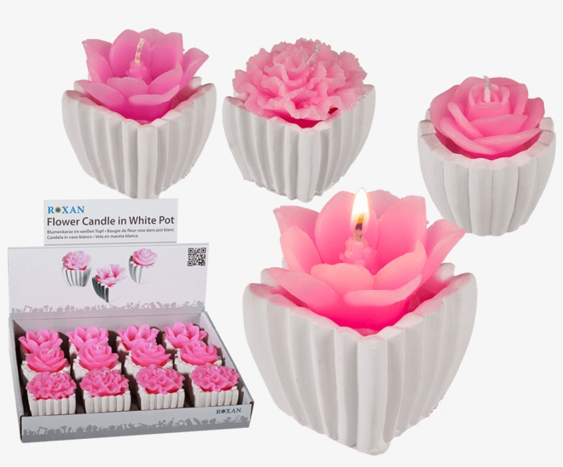 Garden Roses, transparent png #9208754