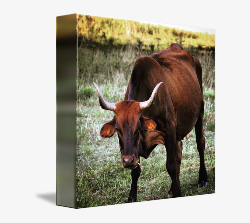 Texas Longhorn English Ox - Bull, transparent png #9209364