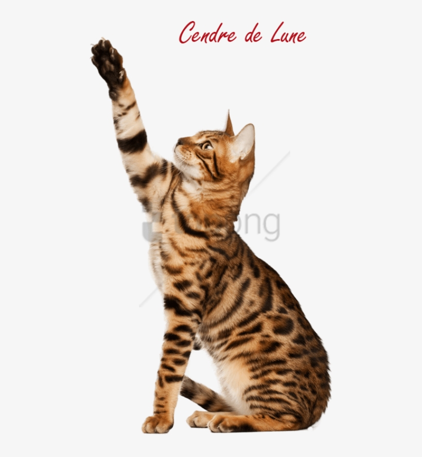 Free Png Download Bengal Cat Pro Png Images Background - Cute Short Hair Cat Breed, transparent png #9209956