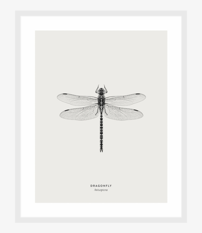 Dragonfly Framed Art Print - Net-winged Insects, transparent png #9215300