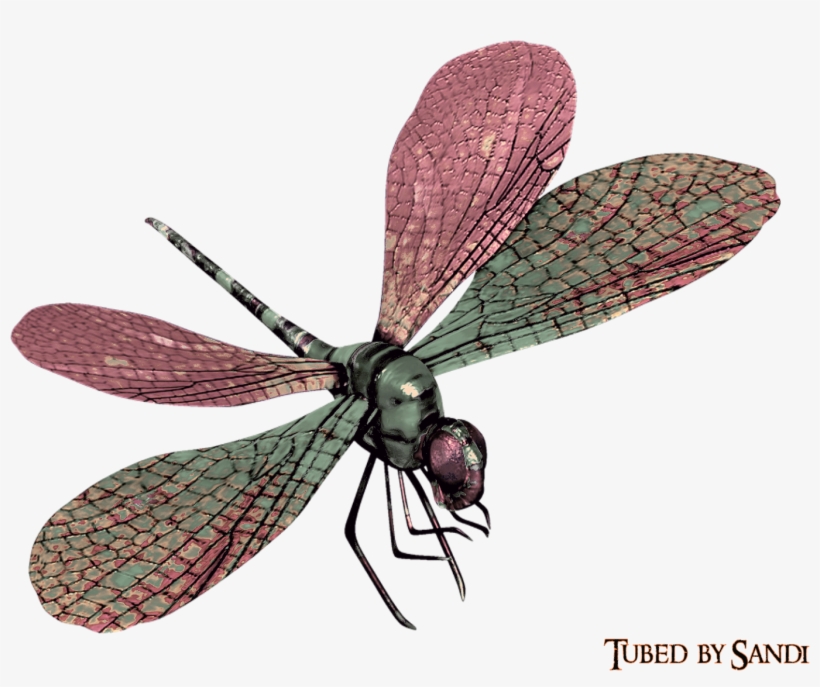 Net-winged Insects, transparent png #9215351