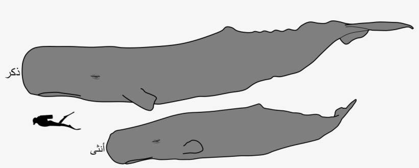 Sperm Whale Male And Female Size-ar - Sperm Whale Male And Female, transparent png #9217977