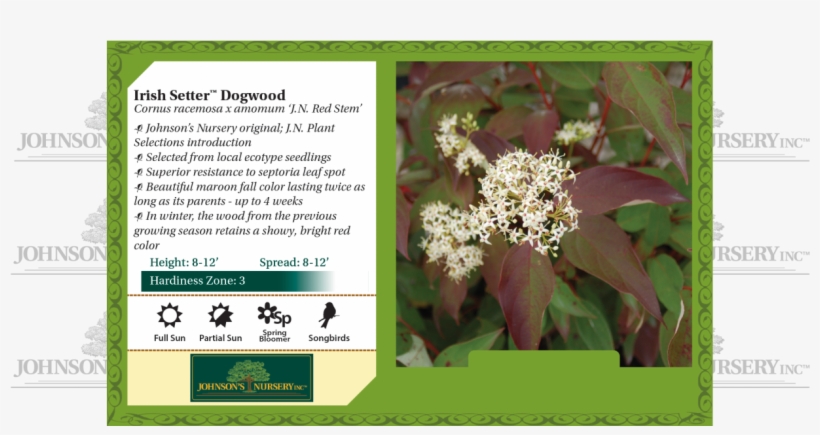 Dogwood With Red Berries - Evergreen Rose, transparent png #9225619