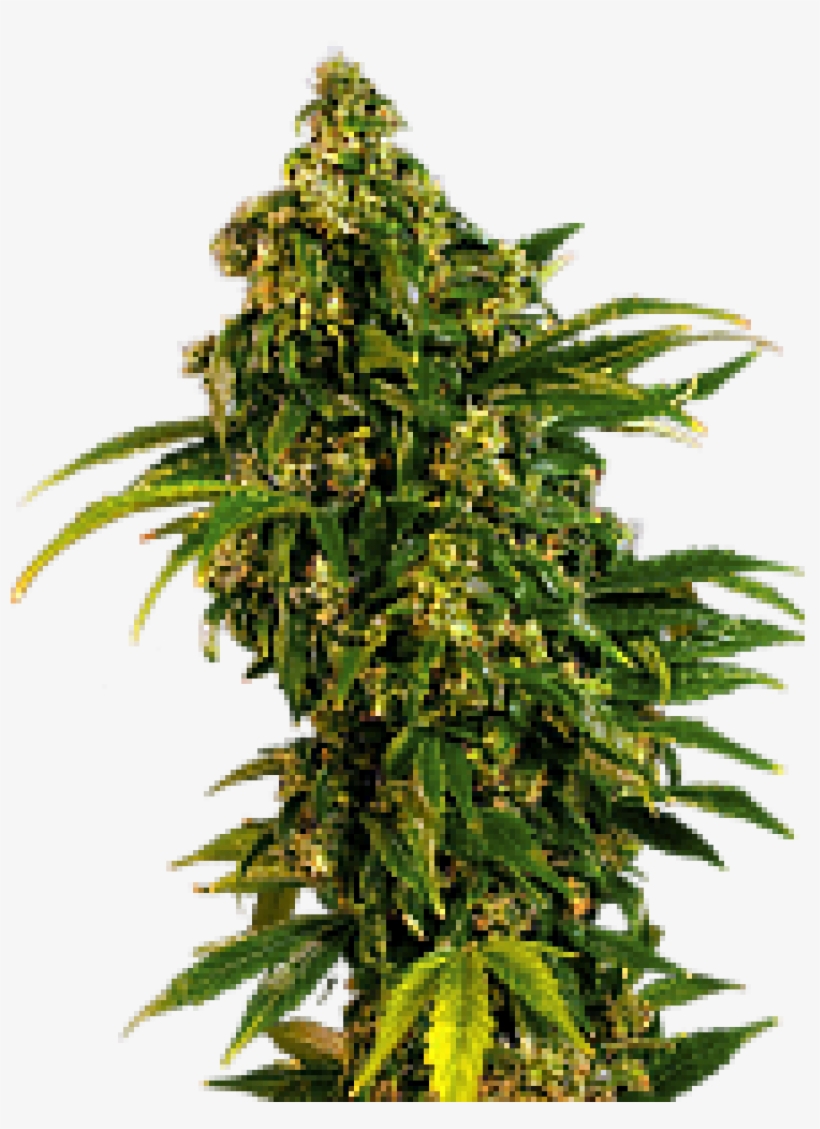 Feminizadas De Semillas Marihuana - Critical Mass Automatic, transparent png #9226599