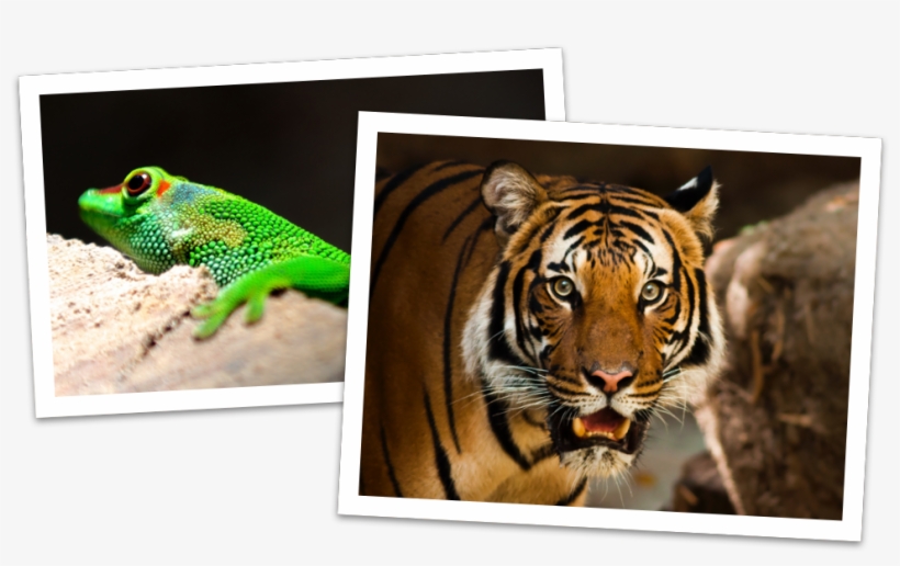 What Are You Waiting For Sign Up Today - Tigre E Panda, transparent png #9226660