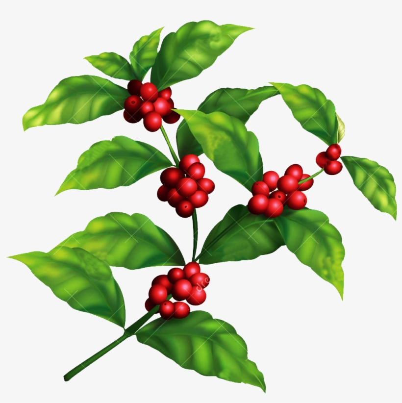 Coffee Plant Clipart Chocolate Tree - Coffee Tree Png, transparent png #9226834