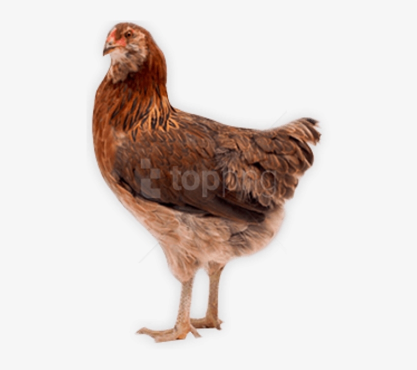 Free Png Images - Chicken With Clear Background, transparent png #9226986