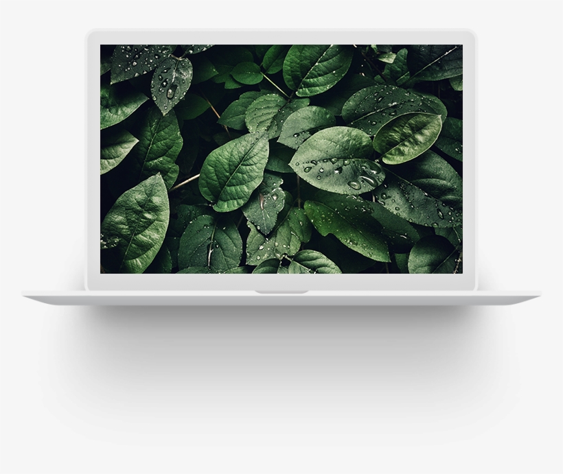 What Makes Us Different - Green Leaves With Water Drops, transparent png #9228209