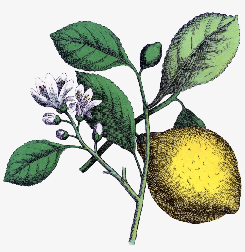 Lemon Clipart Vintage - Lemon Illustration Black And White, transparent png #9228906