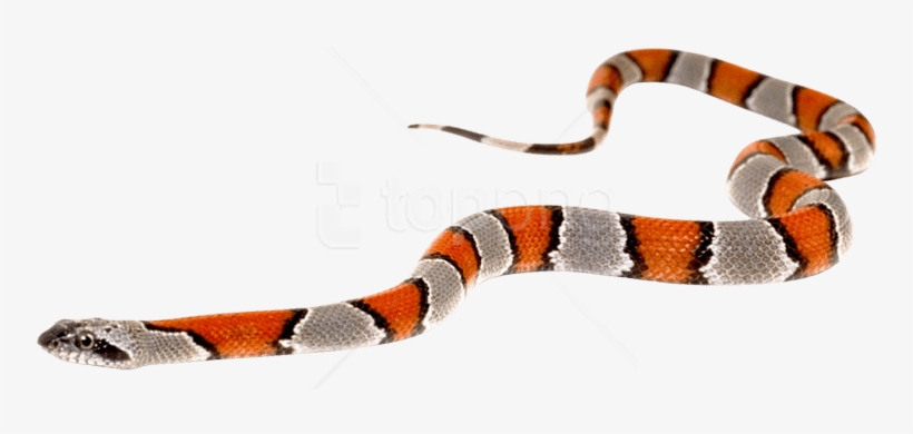 Free Png Download Snake Png Images Background Png Images - Snake Slither Png, transparent png #9230350