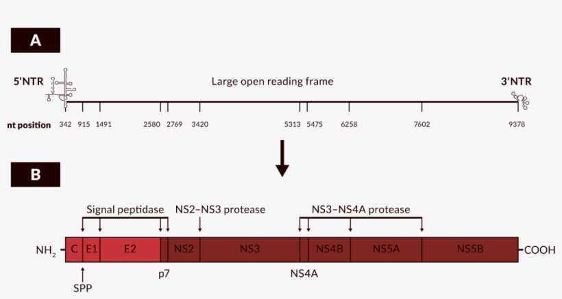 A) Nucleotide Positions Correspond To The Hcv Strain - Diagram, transparent png #9232106