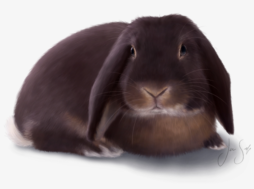 Klikkaamalla Kuvaa Näet Sen Suurempana ↑ Blogin Ensimmäisen - Domestic Rabbit, transparent png #9232588