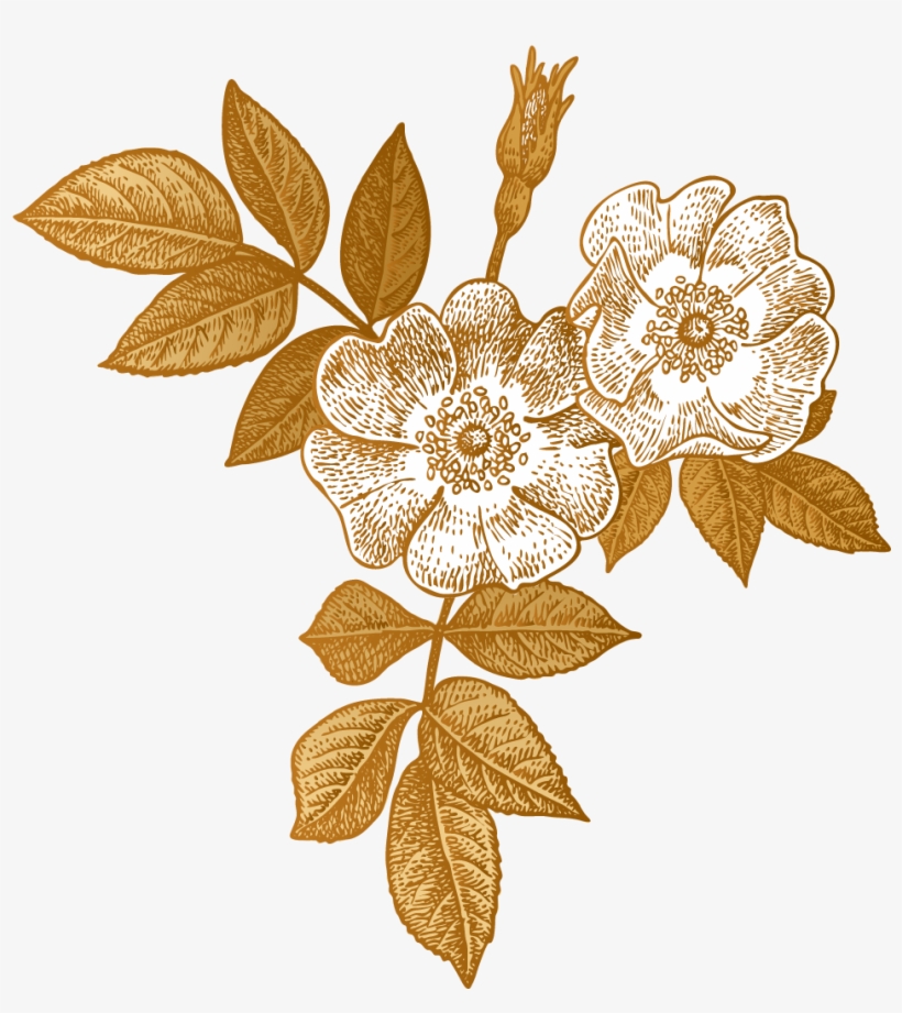 Wmp Floral-accent - Rosa Glauca, transparent png #9235889