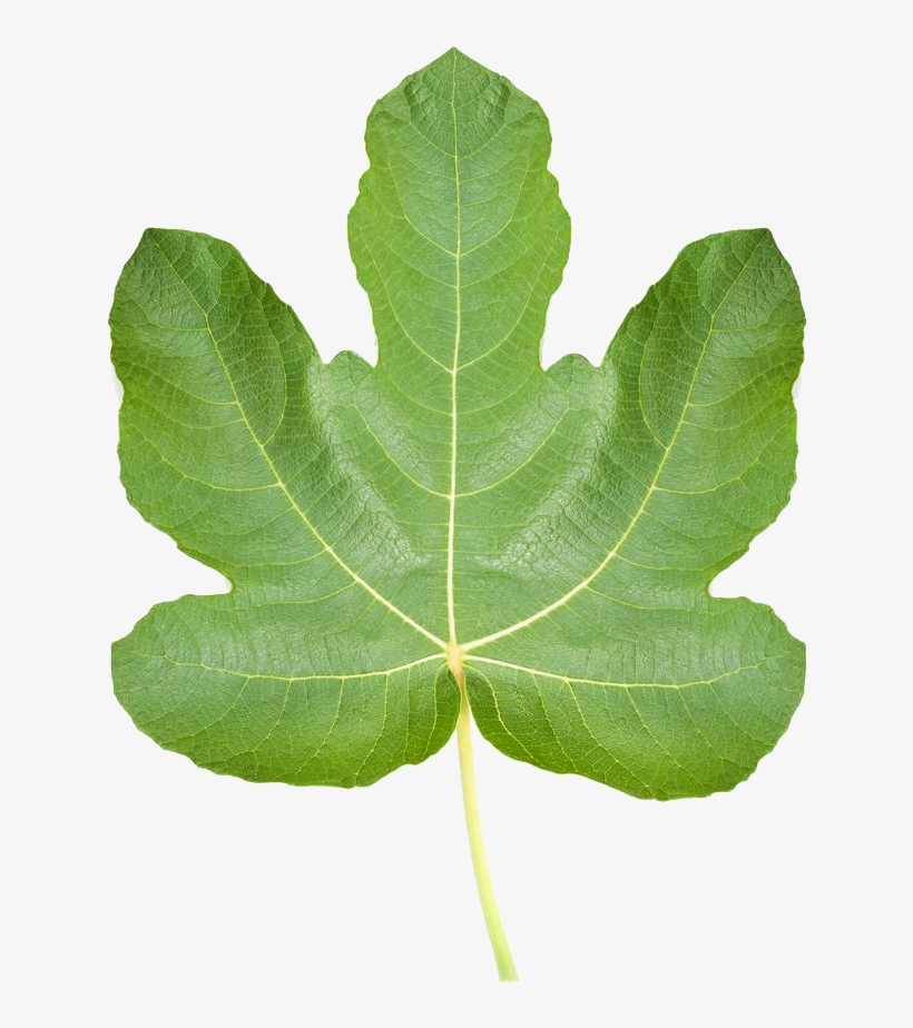 Common Ficus Pumila Leaf Stock Photography Realistic - Common Fig, transparent png #9236247