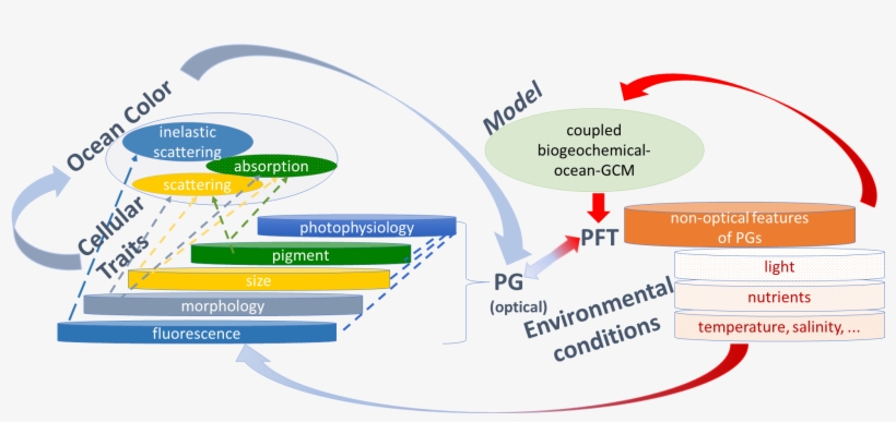Bracher 2017 Fig - Diagram, transparent png #9236433