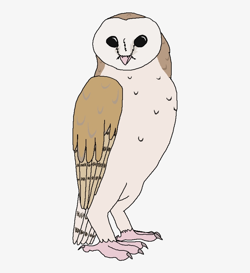 Barn Owl - Owl, transparent png #9236707