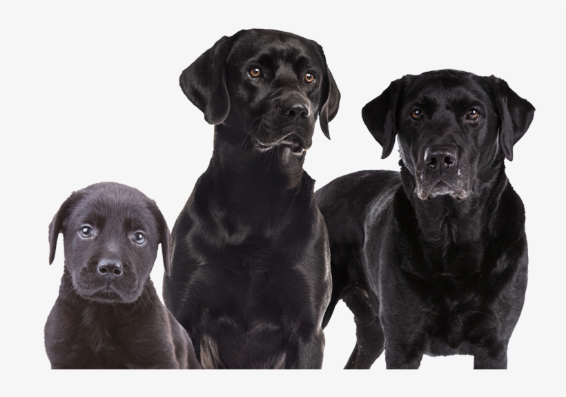 Dog & Cat Feed - Labrador Retriever, transparent png #9237648
