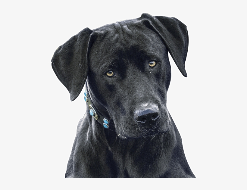 Blue Lacy Texas Puppies Dogs Search - Labrador Retriever, transparent png #9237697