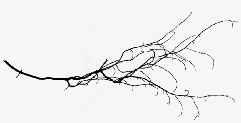 Free Png Tree Branch Png - Free Tree Branch Transparent, transparent png #9239423