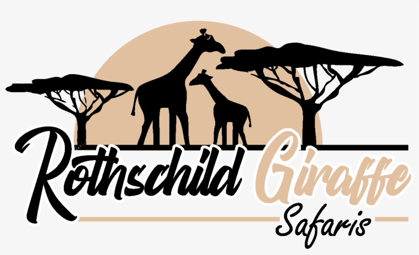 Giraffe, transparent png #9239427