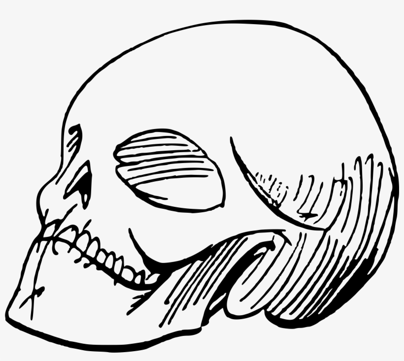 Big Image - Skull Sketch, transparent png #9239489