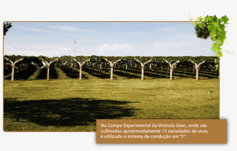 Type Of Soil - Tree, transparent png #9239751