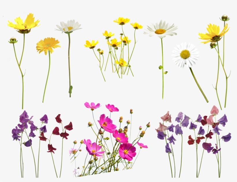 flower overlay photoshop free download