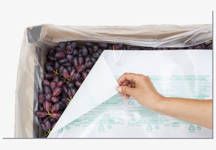 Uvasys Emailing I2 - Gill Ambler, transparent png #9239799