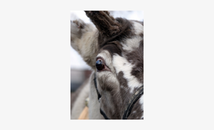 Burro, transparent png #9241384