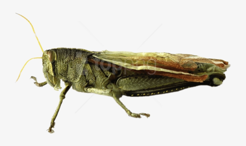 Free Png Download Grasshopper Png Images Background - Belalang Png, transparent png #9242285