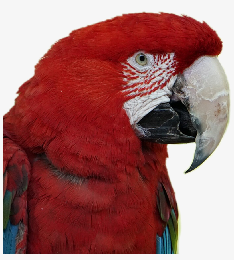 Scarlet Sticker, transparent png #9243287