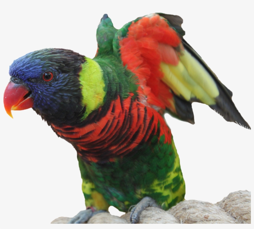 Laminated Poster Isolated Feather Tropics Parrot Bird - นก แก้ว Png, transparent png #9243327