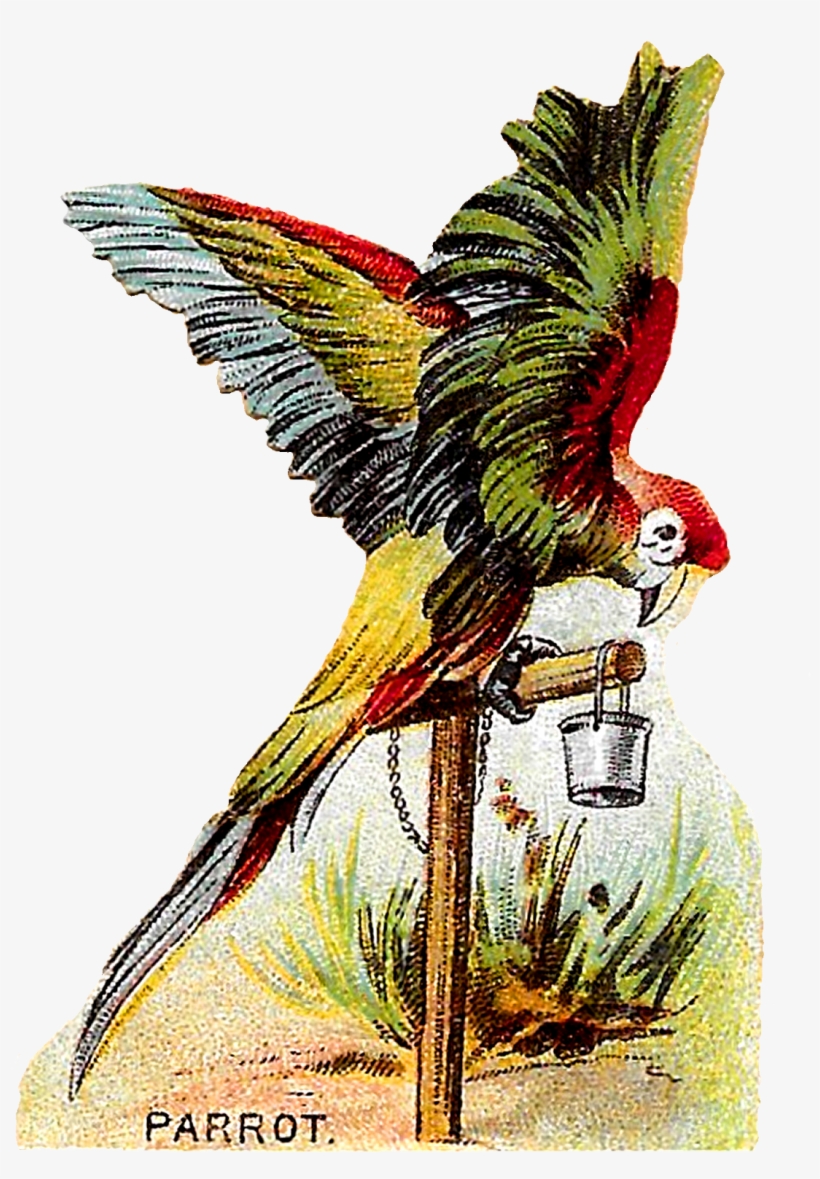 The Second Digital Bird Clip Art Is Of A Gorgeous Macaw, transparent png #9243385